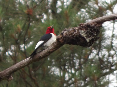 20160523 - Red Headed Woodpecker 1