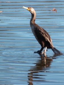20161104 - Double-Crested Cormorant 3