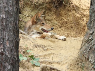 20170722 - DMLS - Red Wolf 1