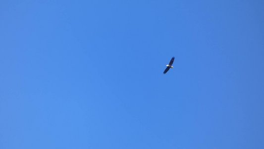 20180121 - Lake Crabtree - Bald Eagle 3