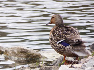20180414 - Lake Betz - Mallard 1
