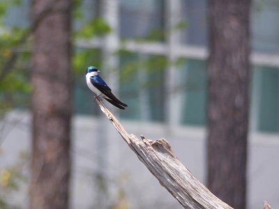 20180414 - Lake Betz - Tree Swallow
