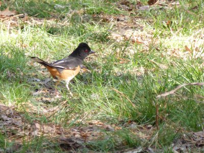 20180421 - Jordan Lake - Eastern Towhee 1