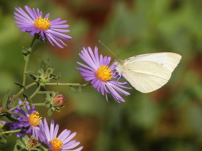 20181015 - Prairie Ridge - Cabbage White