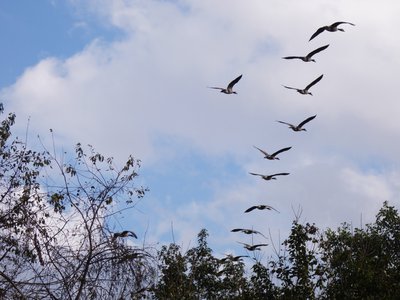 20181015 - Prairie Ridge - Canada Geese 2
