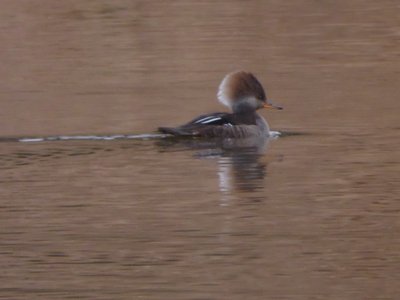 20181223 - Lake Betz - Hooded Merganser 2