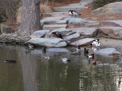 20190122 - Duke Gardens - Duck Mixture 1