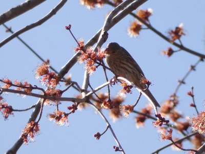 20190206 - Yates Mill Park - House Finch