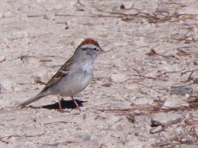 20190323 - Schenck Forest - Chipping Sparrow 2