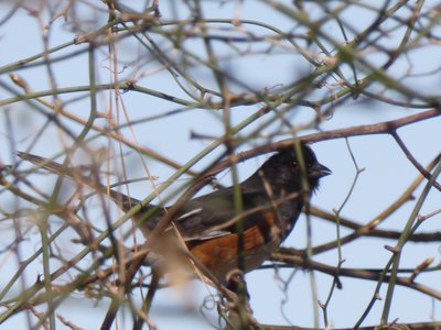 20190324 - Yates Mill - Eastern Towhee