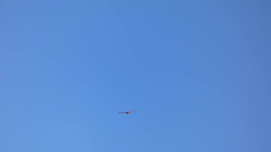 20190324 - Yates Mill - Red-tailed Hawk