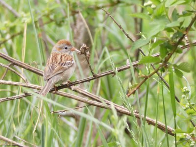 20190421 - Johnston Mill - Field Sparrow