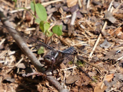 20190423 - Brumley Forest - Blue Corporal
