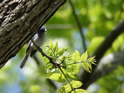 20190423 - Brumley Forest - Blue-gray Gnatcatcher 1