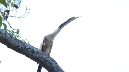 20190507 - Airlie Gardens - Anhinga 3