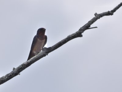 20190508 - Jones Lake - Barn Swallow 1