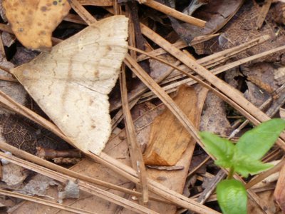 20190508 - Jones Lake - Unknown Moth