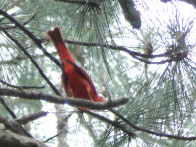 20190524 - Umstead State Park - Summer Tanager