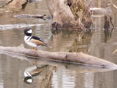 20191222 - Lake Betz - Hooded Merganser 1
