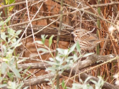 20191222 - Lake Betz - Song Sparrow 1