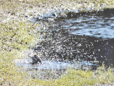 20200202 - Lake Betz - Yellow-rumped Warbler 4