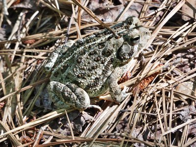 20200531 - Lake Jordan Educational Forest - Fowler's Toad