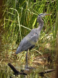20200920 - Harris Lake - Great Blue Heron 2