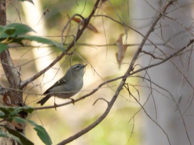 20201128 - Shinleaf - Golden-crowned Kinglet 3