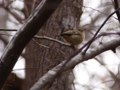 20210124 - Shinleaf - Kinglet